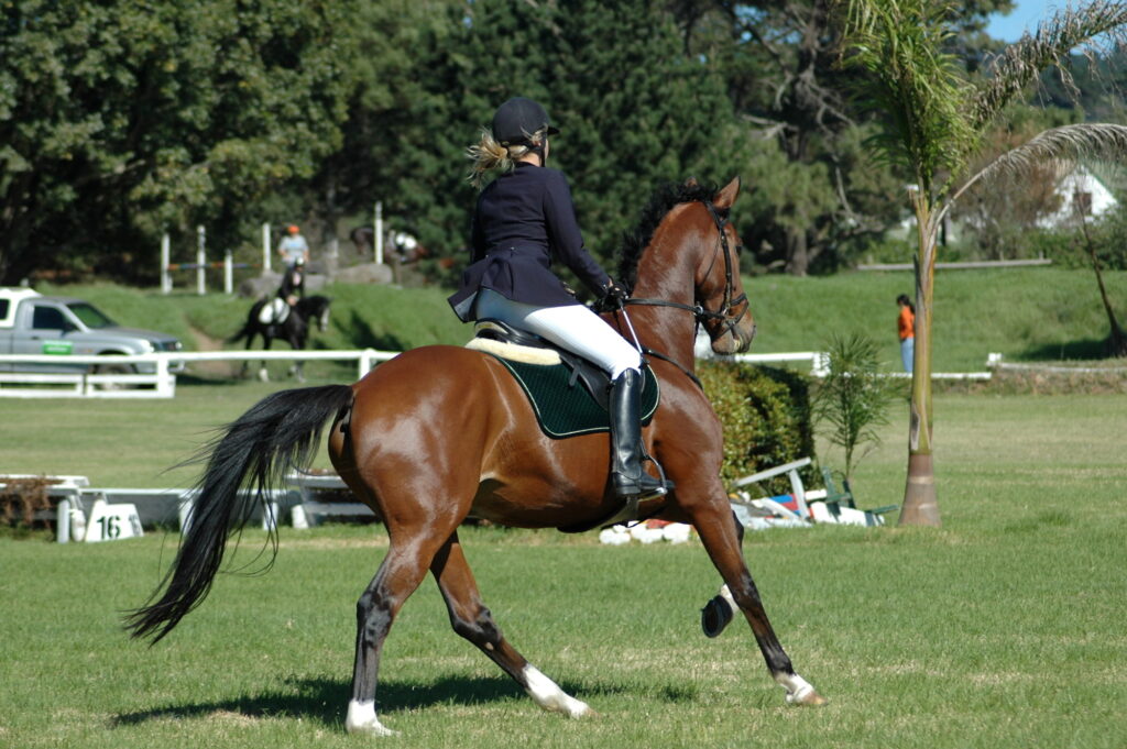 Die perfekte Ausr&uuml;stung f&uuml;r das Reitturnier: F&uuml;r Reiter & Pferd